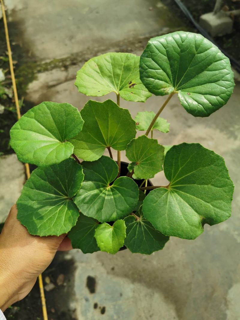 多年生大吴风草大苗耐寒热耐阴庭院室外四季花卉绿植盆栽