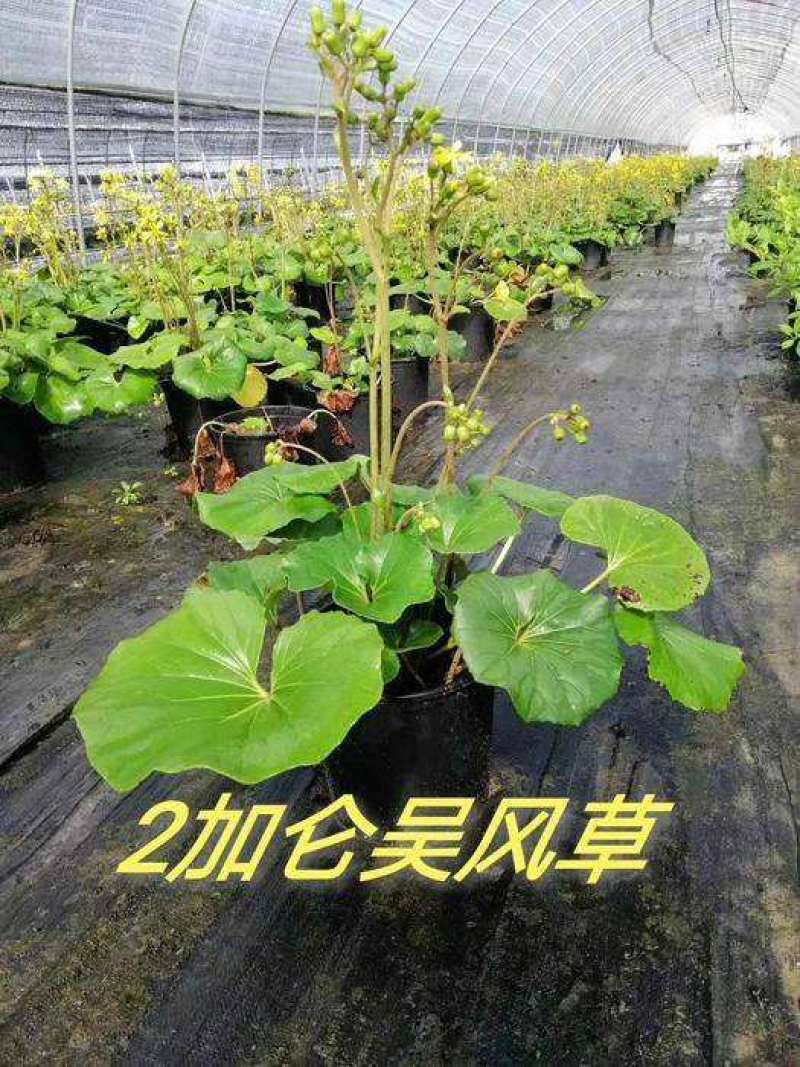 多年生大吴风草大苗耐寒热耐阴庭院室外四季花卉绿植盆栽