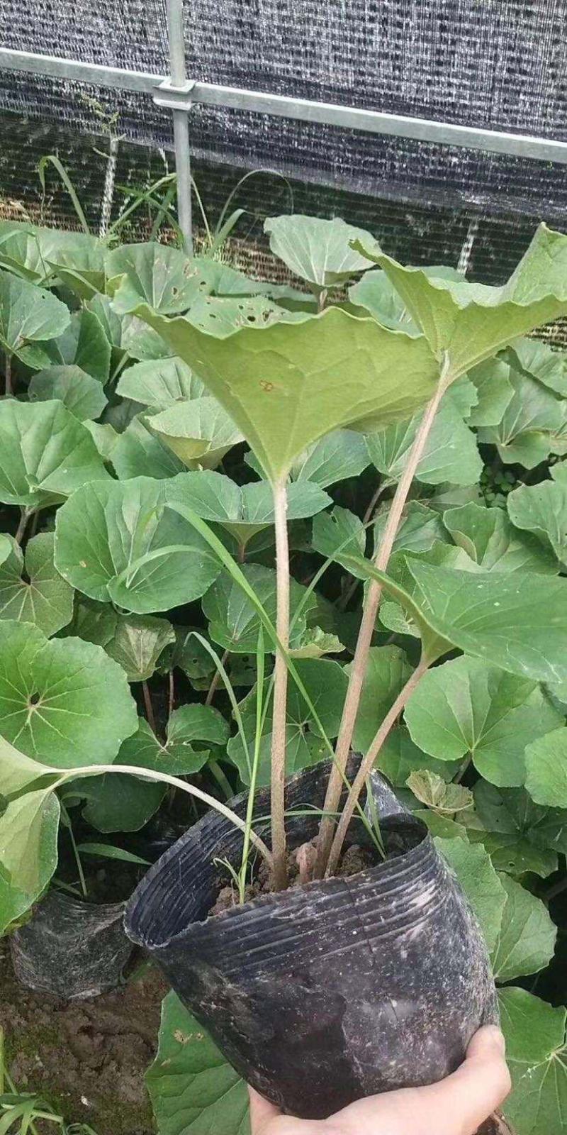多年生大吴风草大苗耐寒热耐阴庭院室外四季花卉绿植盆栽