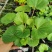 多年生大吴风草大苗耐寒热耐阴庭院室外四季花卉绿植盆栽