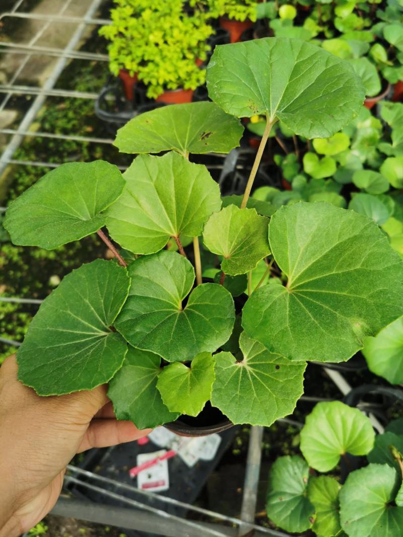 多年生大吴风草大苗耐寒热耐阴庭院室外四季花卉绿植盆栽