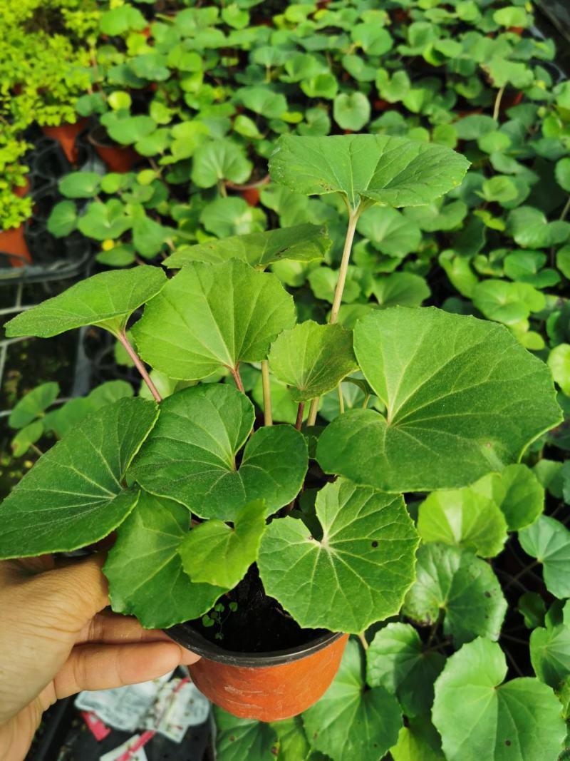 多年生大吴风草大苗耐寒热耐阴庭院室外四季花卉绿植盆栽