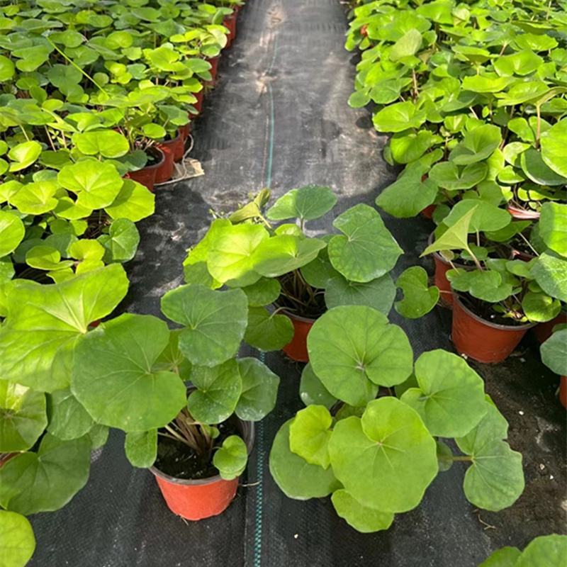 多年生大吴风草大苗耐寒热耐阴庭院室外四季花卉绿植盆栽