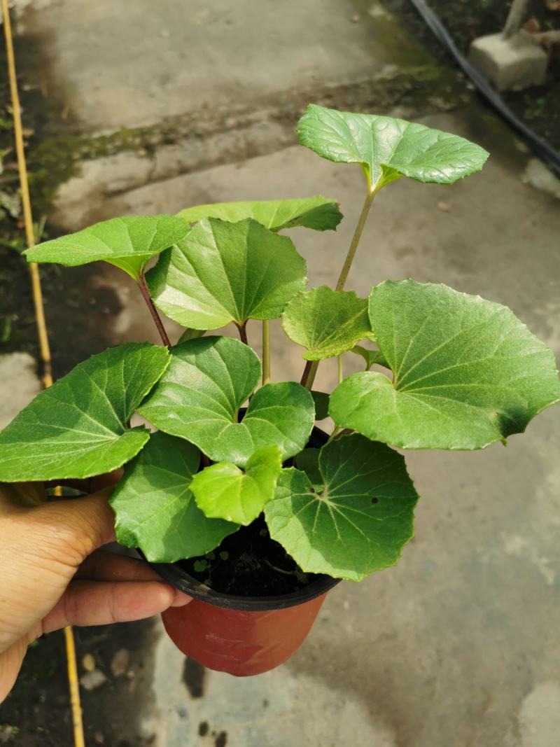 多年生大吴风草大苗耐寒热耐阴庭院室外四季花卉绿植盆栽