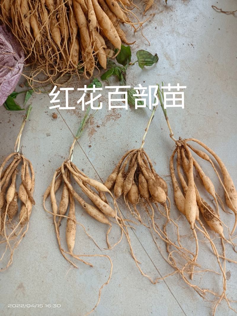 广西红花百部苗，育苗基地基供，根须好，货源充足，