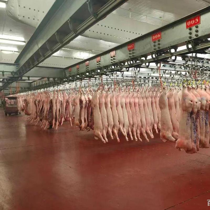 上海白条猪肉，分割猪肉批发，支持物流配送