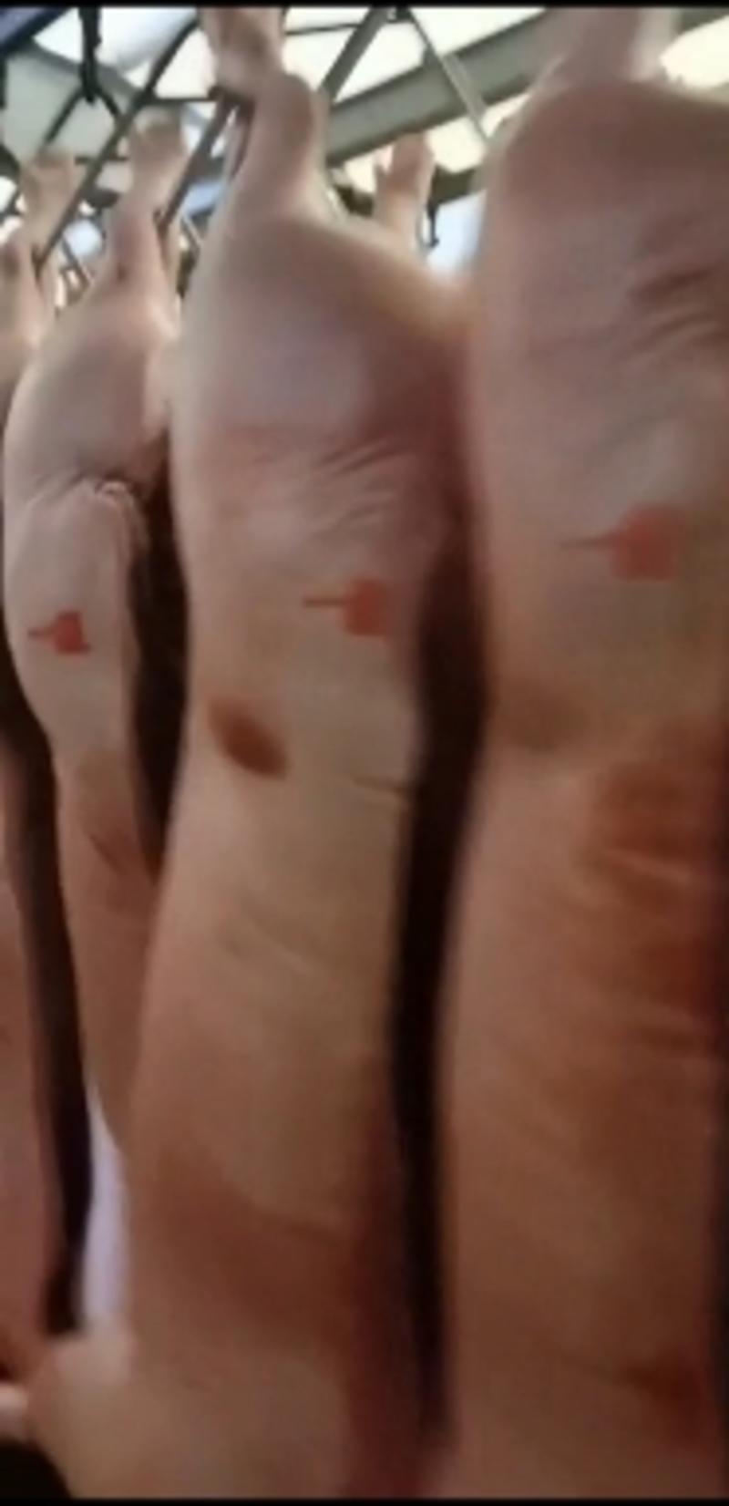 上海全市白条猪肉批发分割猪肉批发，支持物流配送服务，