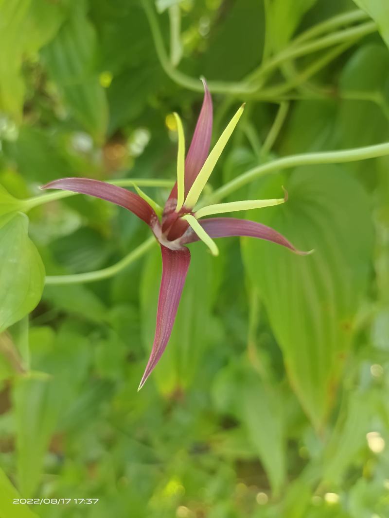 广西红花，白花百部苗，5个薯以上，基地直供，货源充足