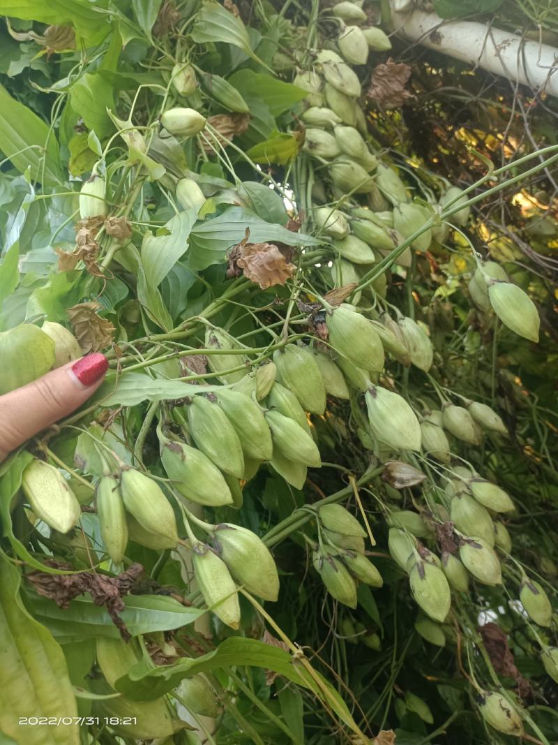 广西红花，白花百部苗，5个薯以上，基地直供，货源充足