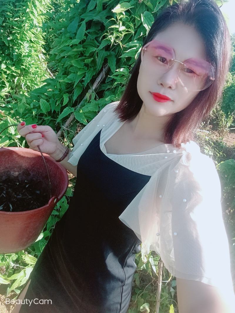 广西红花，白花百部苗，5个薯以上，基地直供，货源充足