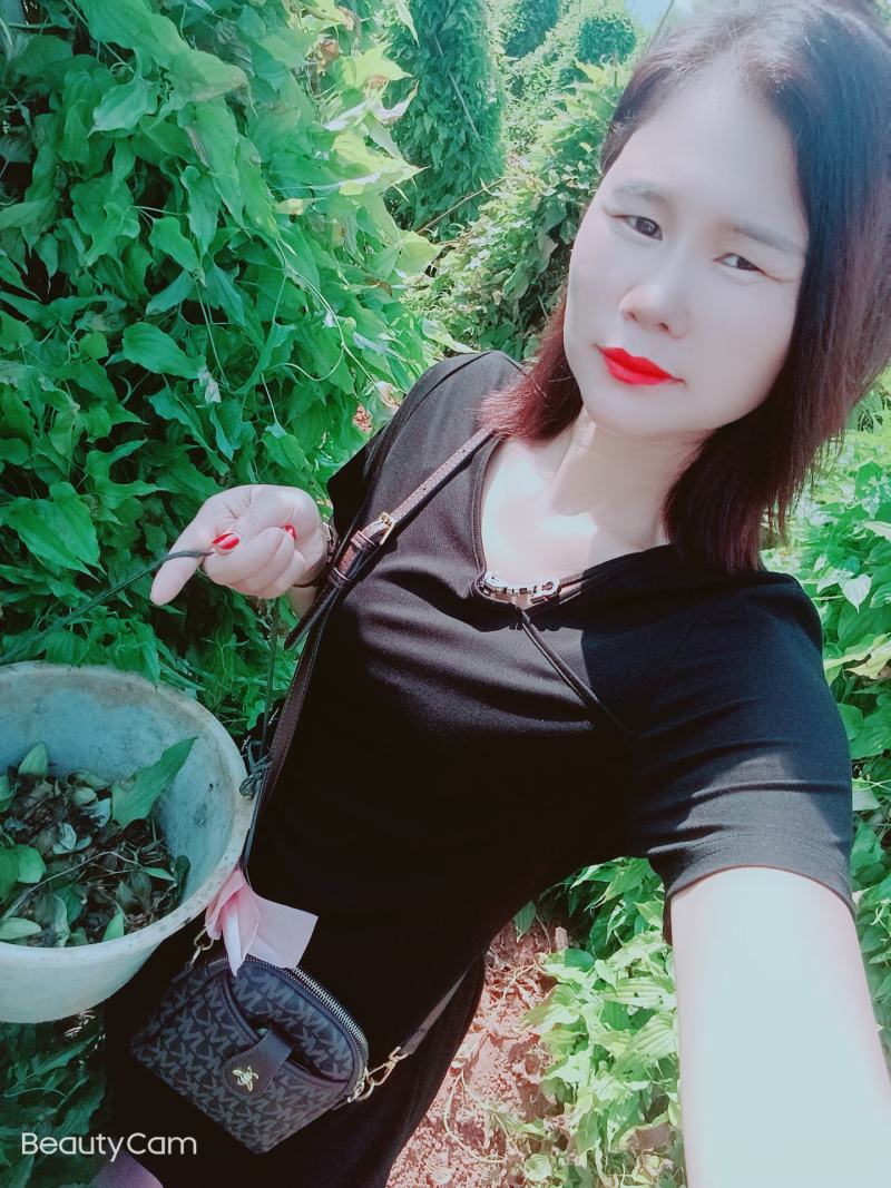 广西红花，白花百部苗，5个薯以上，基地直供，货源充足