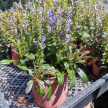 姬十二单筋骨草日本山野宿根花卉多年生盆栽耐寒耐热耐荫阳台