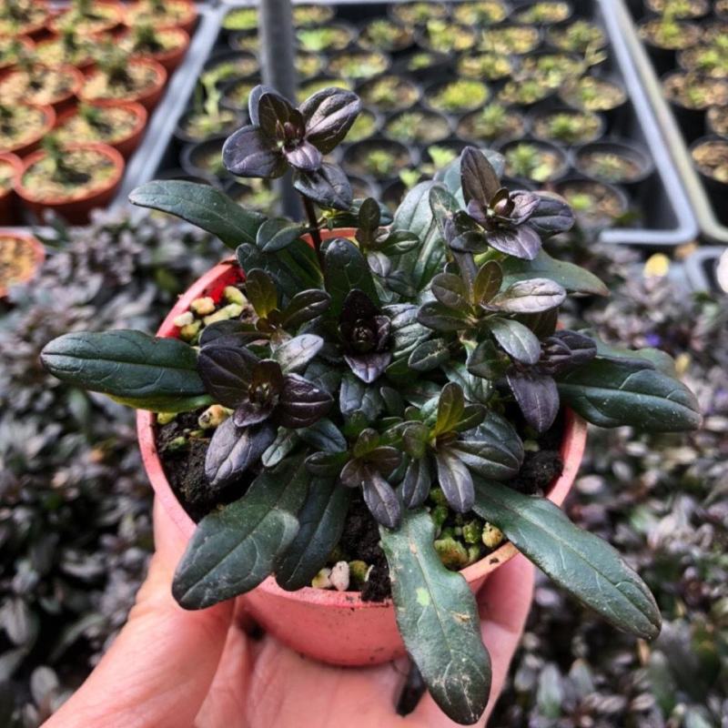 姬十二单筋骨草日本山野宿根花卉多年生盆栽耐寒耐热耐荫阳台