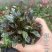姬十二单筋骨草日本山野宿根花卉多年生盆栽耐寒耐热耐荫阳台