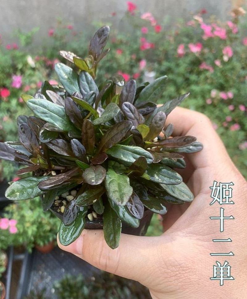 姬十二单筋骨草日本山野宿根花卉多年生盆栽耐寒耐热耐荫阳台
