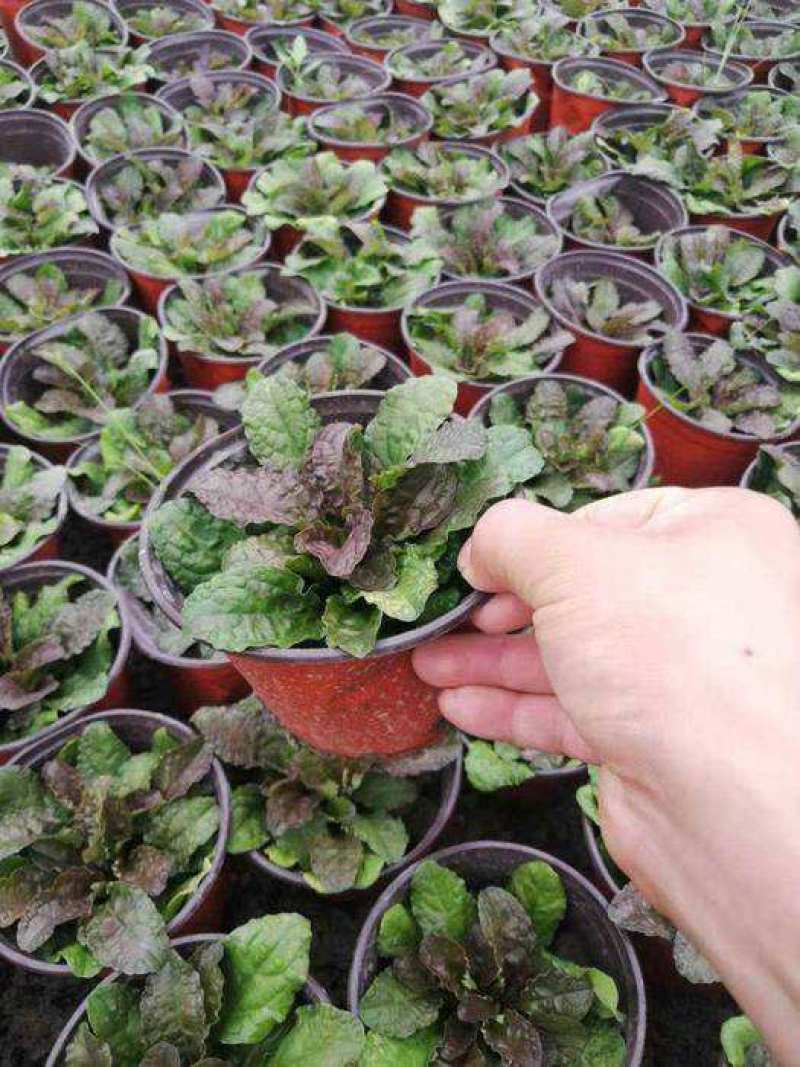 姬十二单筋骨草日本山野宿根花卉多年生盆栽耐寒耐热耐荫阳台