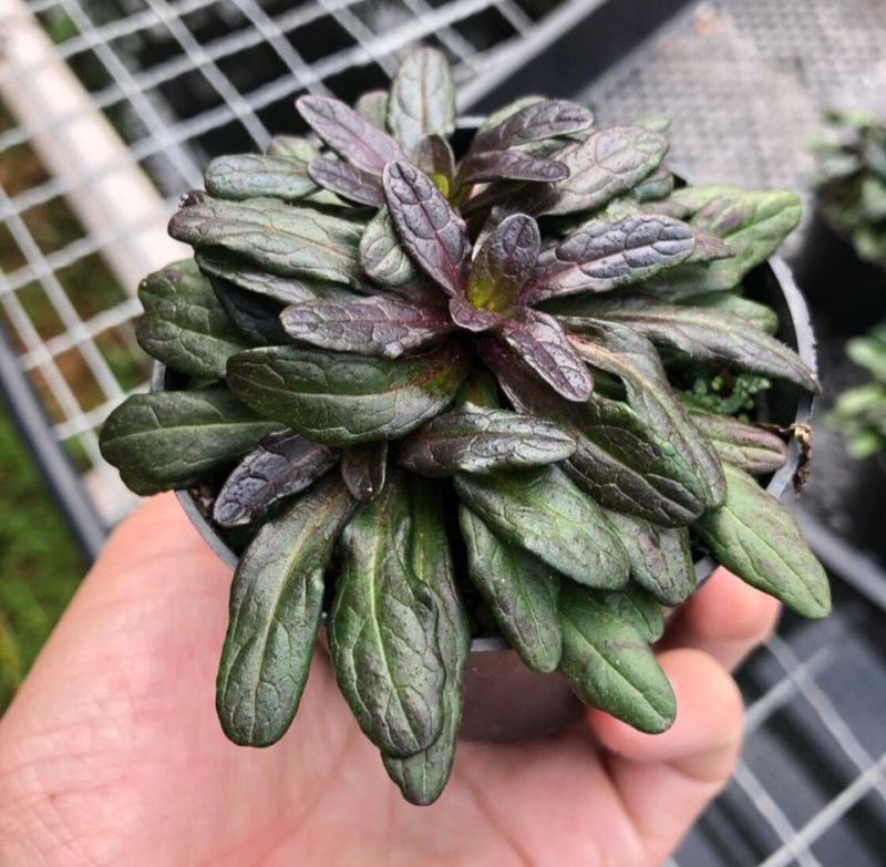 姬十二单筋骨草日本山野宿根花卉多年生盆栽耐寒耐热耐荫阳台