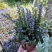 姬十二单筋骨草日本山野宿根花卉多年生盆栽耐寒耐热耐荫阳台