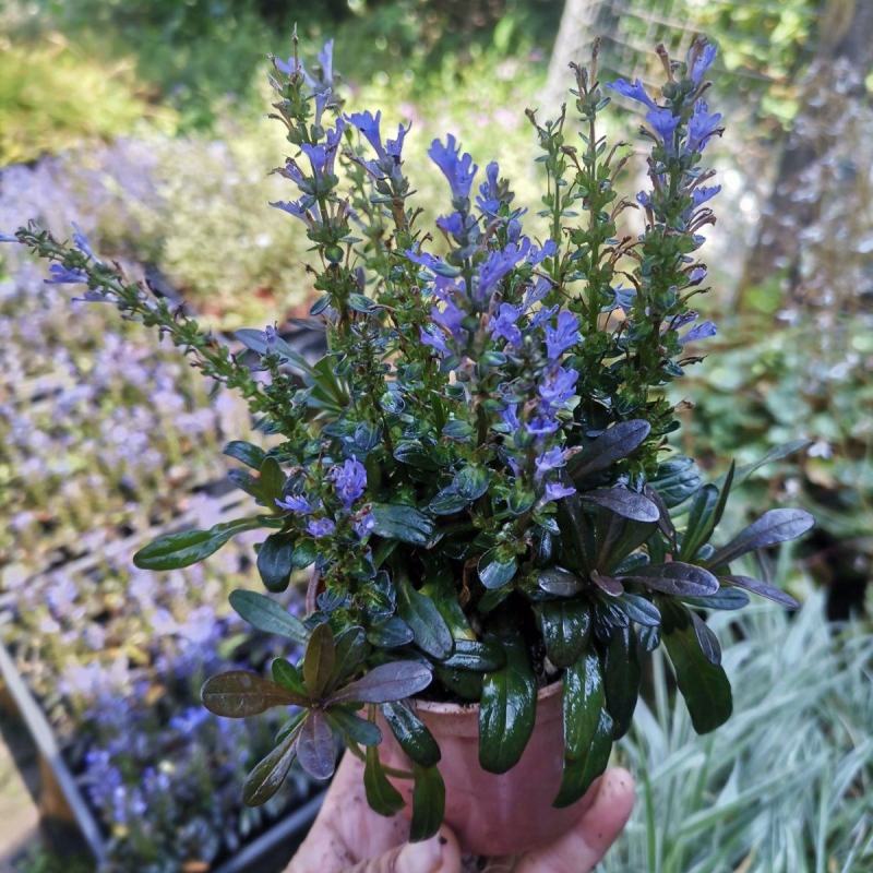 姬十二单筋骨草日本山野宿根花卉多年生盆栽耐寒耐热耐荫阳台