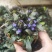 姬十二单筋骨草日本山野宿根花卉多年生盆栽耐寒耐热耐荫阳台