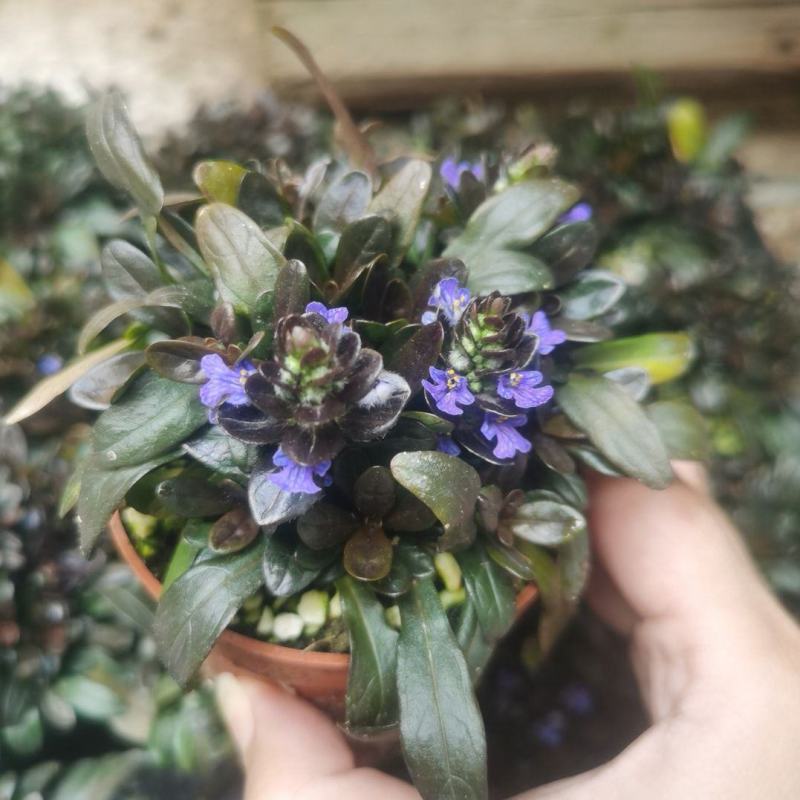 姬十二单筋骨草日本山野宿根花卉多年生盆栽耐寒耐热耐荫阳台