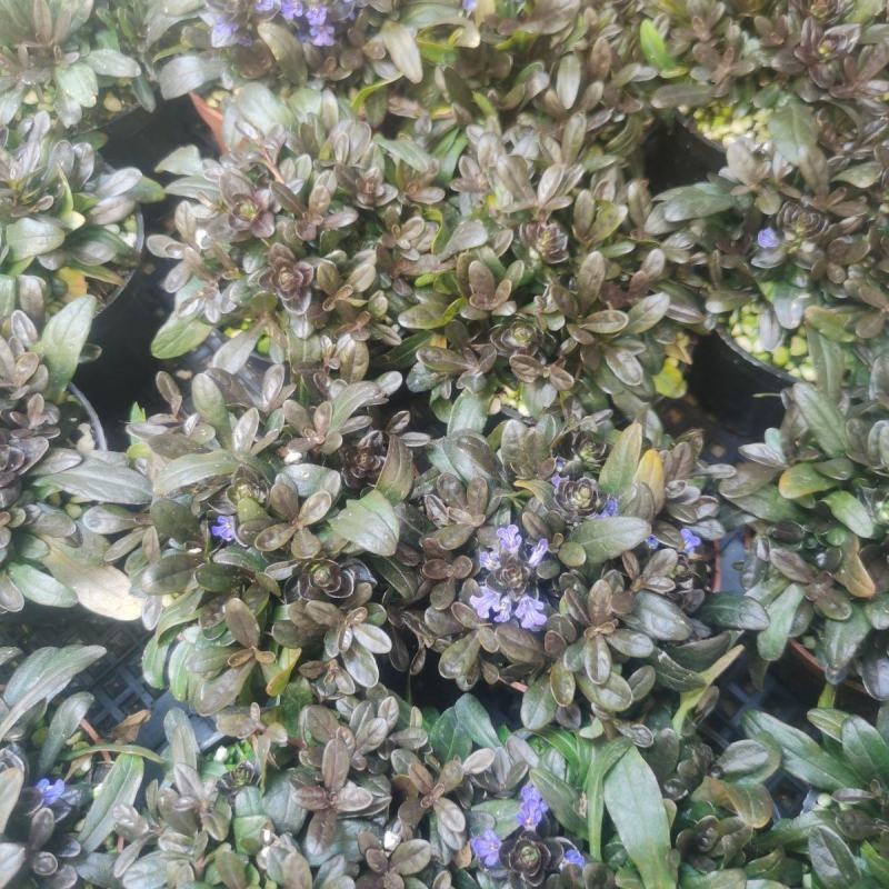 姬十二单筋骨草日本山野宿根花卉多年生盆栽耐寒耐热耐荫阳台