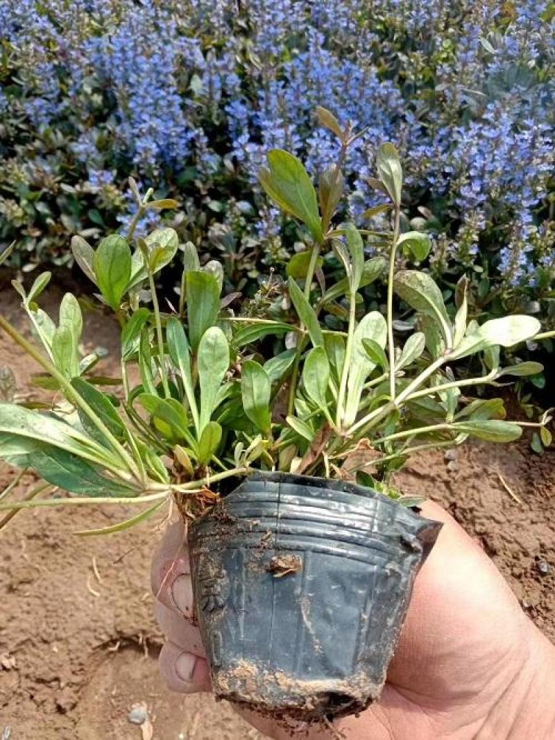 姬十二单筋骨草日本山野宿根花卉多年生盆栽耐寒耐热耐荫阳台