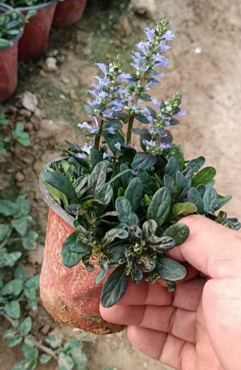 姬十二单筋骨草日本山野宿根花卉多年生盆栽耐寒耐热耐荫阳台