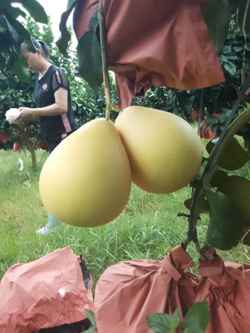 白心蜜柚50斤/袋白心柚中大果白肉蜜柚包邮一件代发