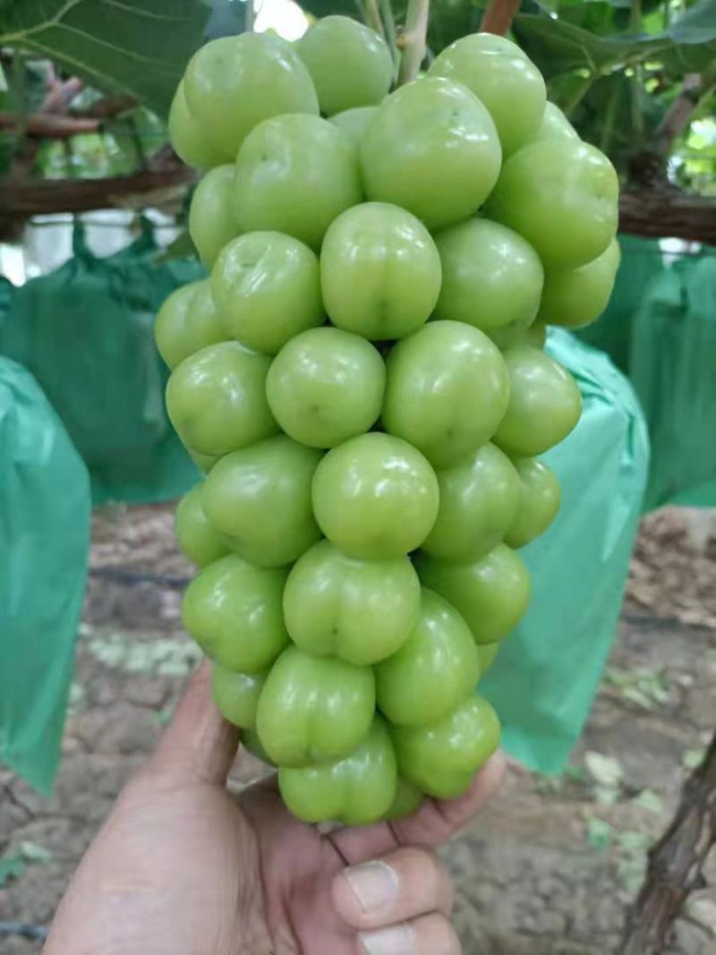 陕西渭南阳光玫瑰葡萄颗粒大，糖份高，爪行紧凑大量上市