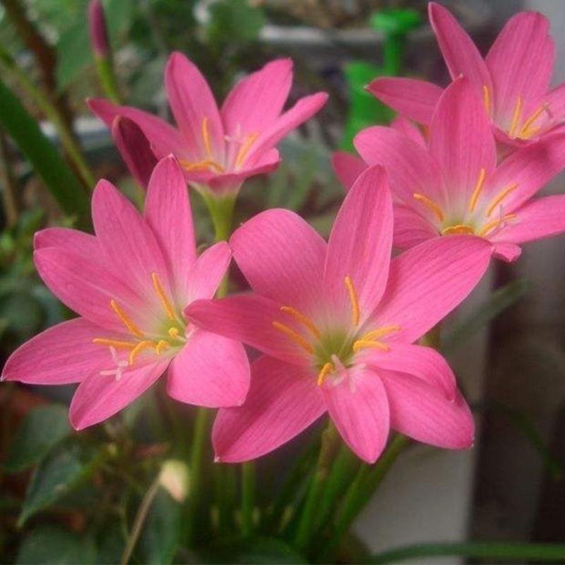 风雨兰种球清香型四季开花重瓣庭院阳台盆栽花卉植物好养易活