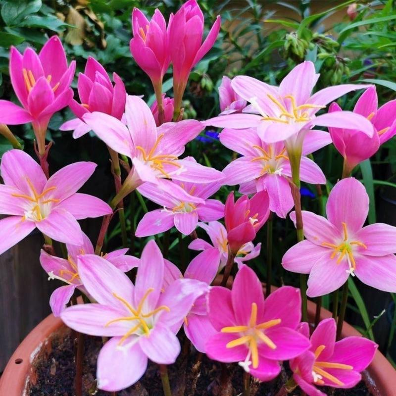 风雨兰种球清香型四季开花重瓣庭院阳台盆栽花卉植物好养易活