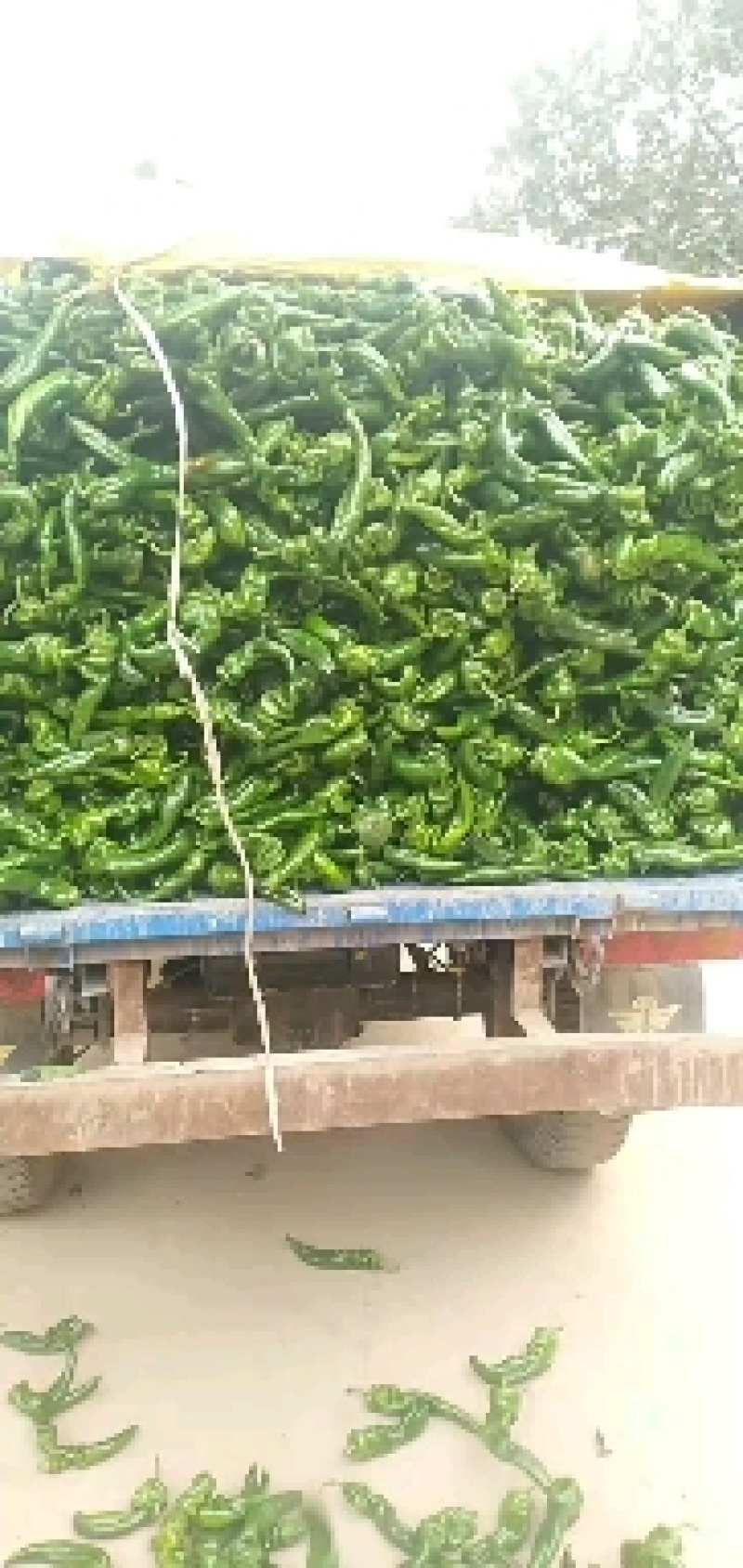 各种辣椒，茄子，