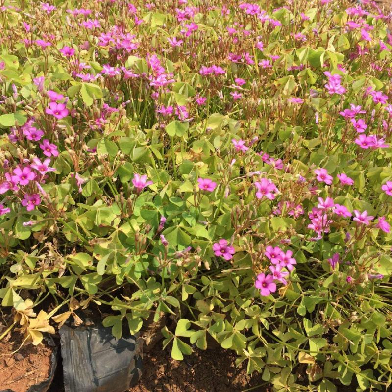 红花酢浆草种球三叶草种子紫叶幸运草盆栽绿植物花卉