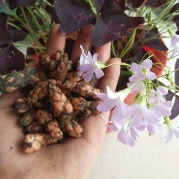 【超长花期】紫叶酢浆草蝴蝶幸运草种球绿植阳台四季花卉植物