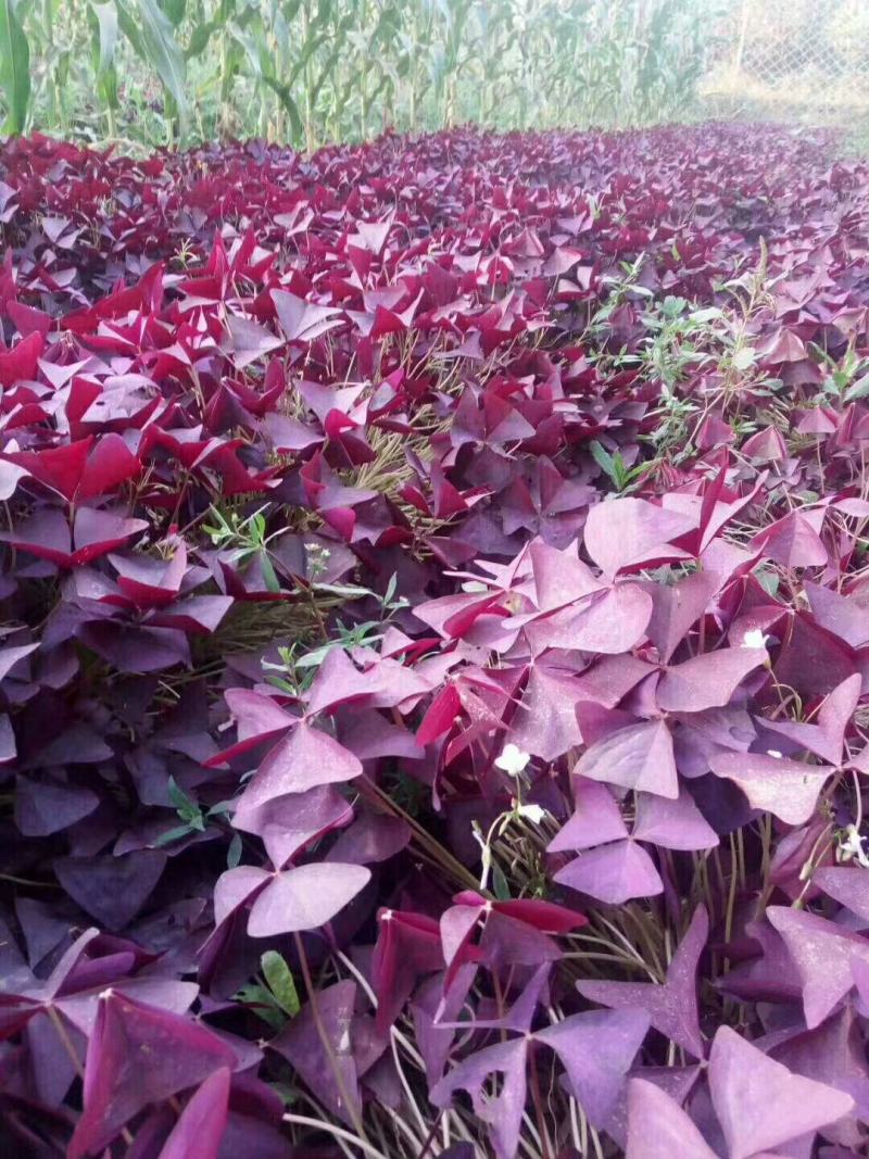 【超长花期】紫叶酢浆草蝴蝶幸运草种球绿植阳台四季花卉植物