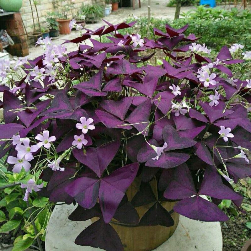 【超长花期】紫叶酢浆草蝴蝶幸运草种球绿植阳台四季花卉植物