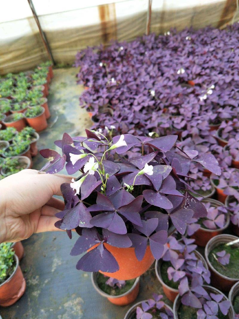 【超长花期】紫叶酢浆草蝴蝶幸运草种球绿植阳台四季花卉植物