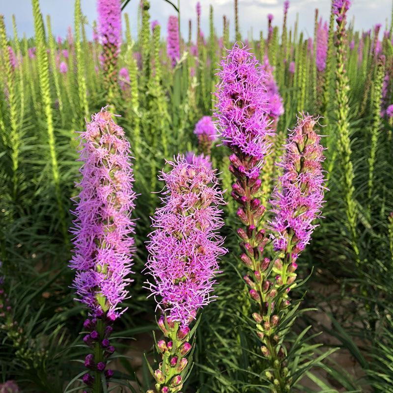 蛇鞭菊种球多年生宿根花卉种子花园庭院阳台盆栽耐寒花卉