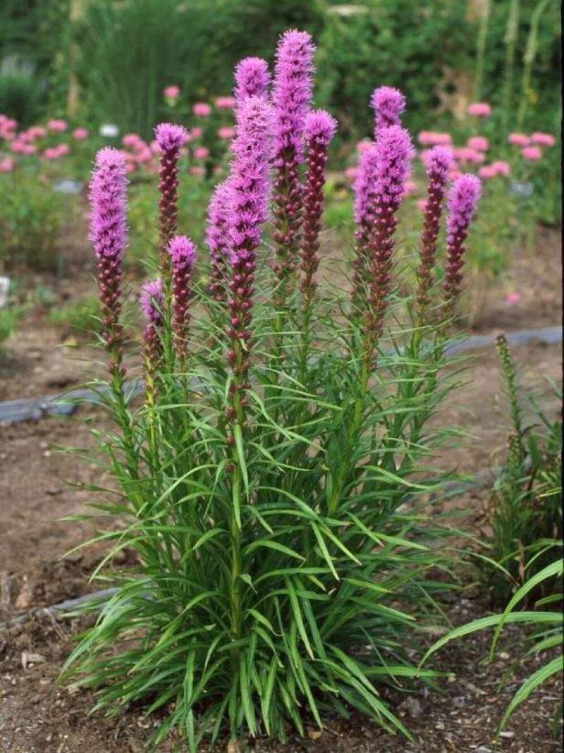 蛇鞭菊种球多年生宿根花卉种子花园庭院阳台盆栽耐寒花卉