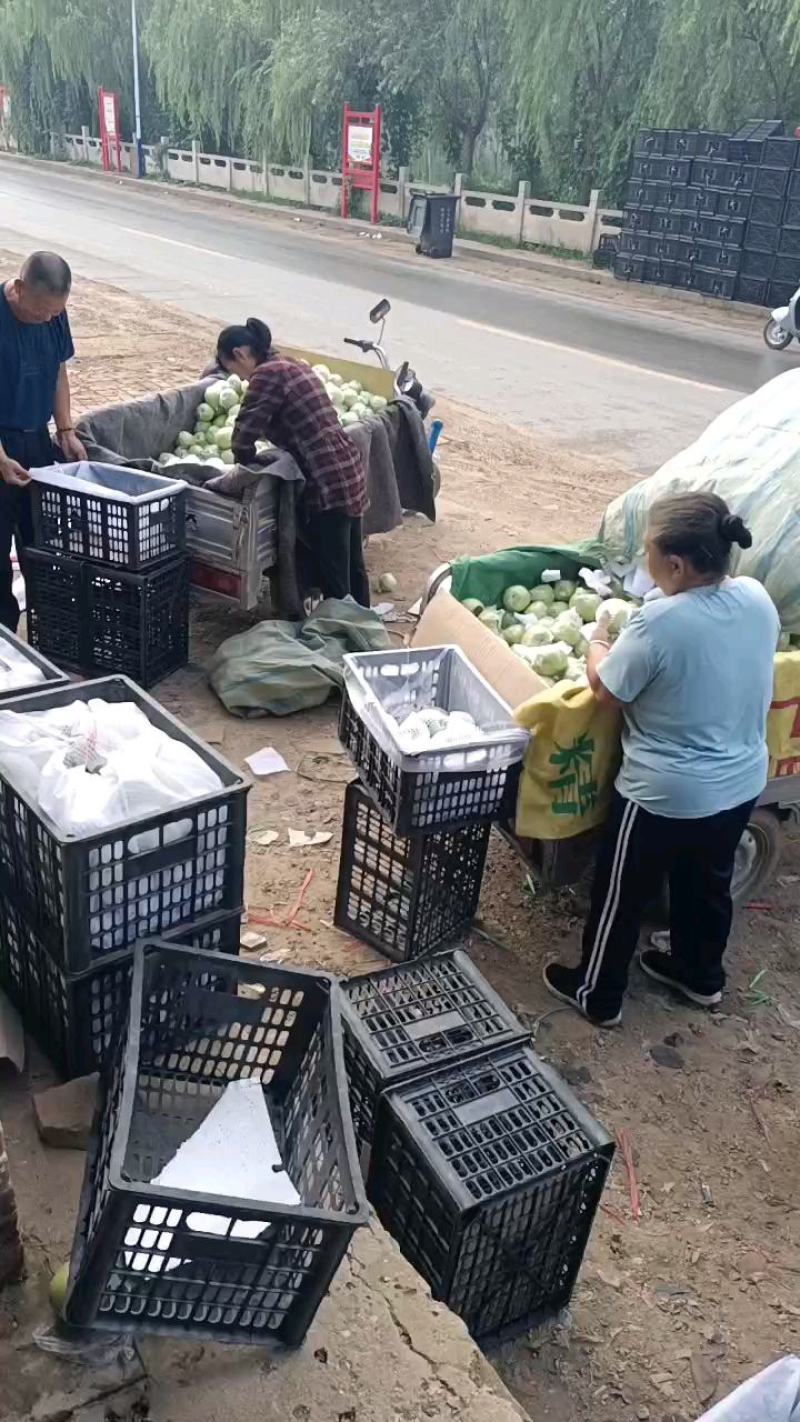 精品泊头大鸭梨，一手货源量大从优，欢迎视频验货