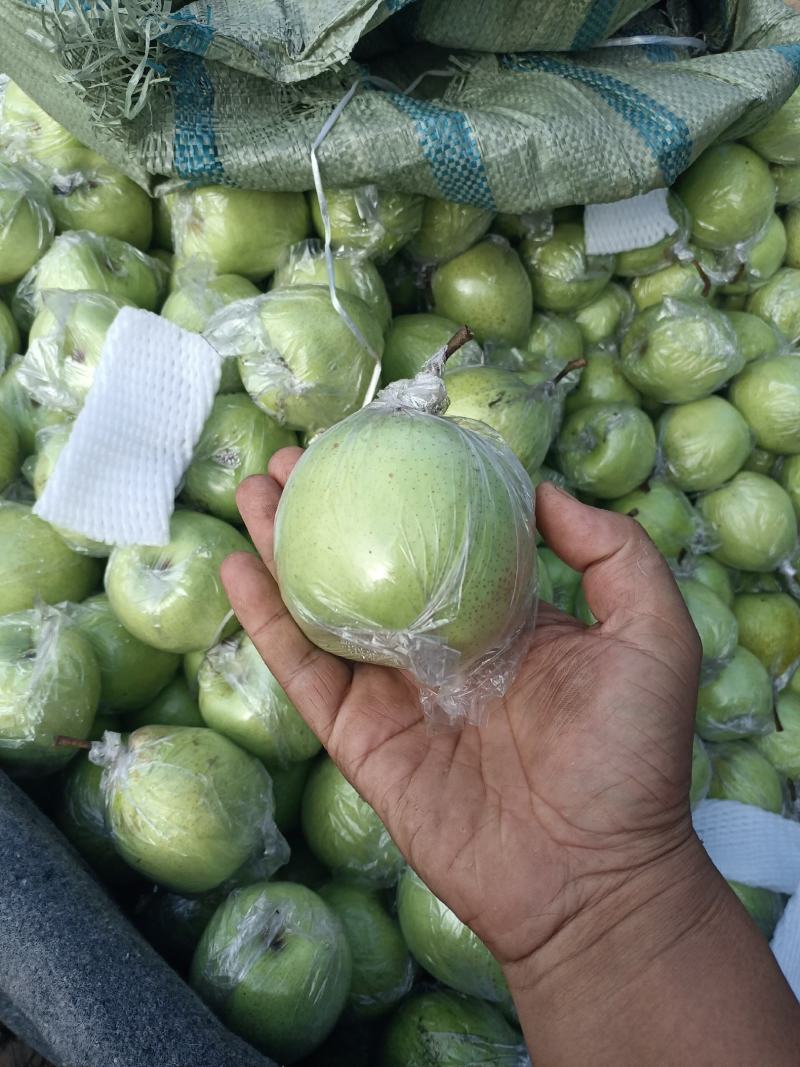精品泊头大鸭梨，一手货源量大从优，欢迎视频验货