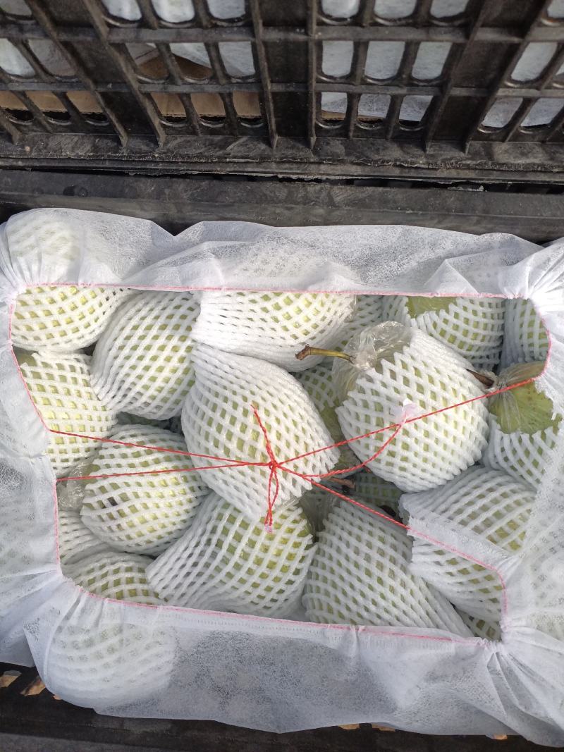 精品泊头大鸭梨，一手货源量大从优，欢迎视频验货