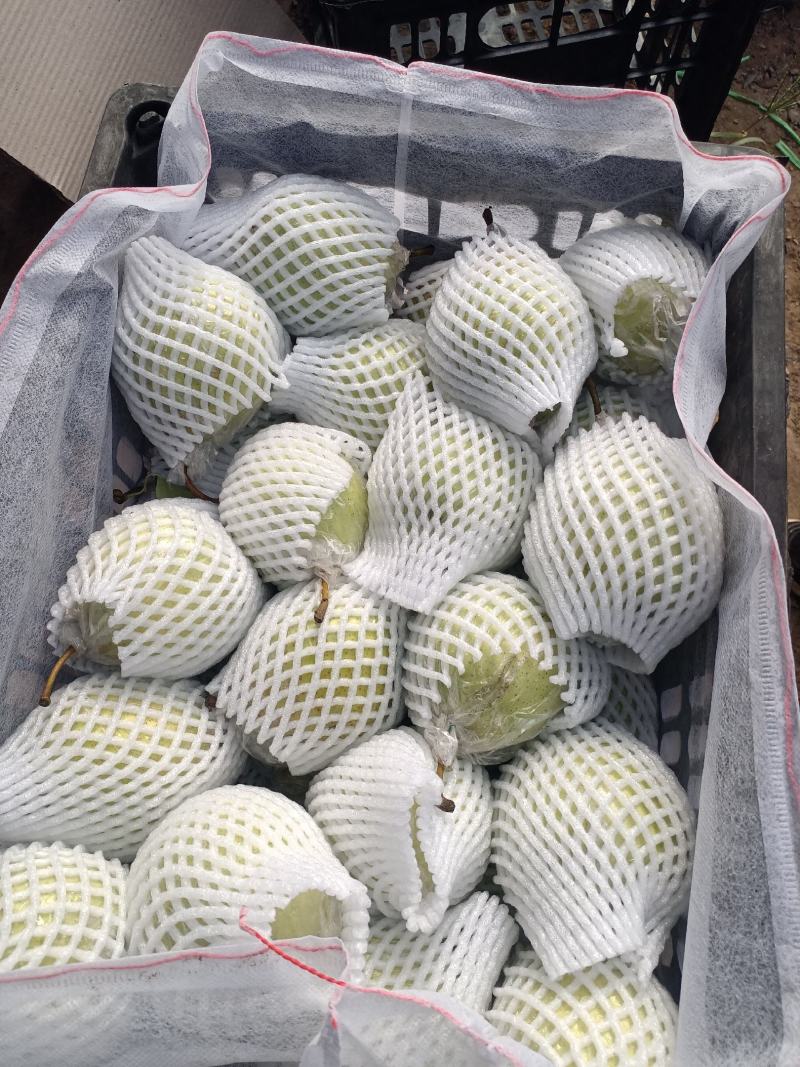 精品泊头大鸭梨，一手货源量大从优，欢迎视频验货