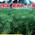 沣油777杂交油菜种子，荚果长籽粒大，高产550斤