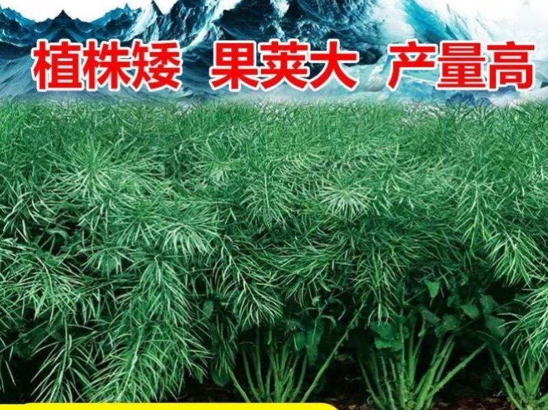 沣油777杂交油菜种子，荚果长籽粒大，高产550斤