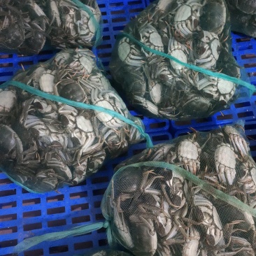 山东大闸蟹批发