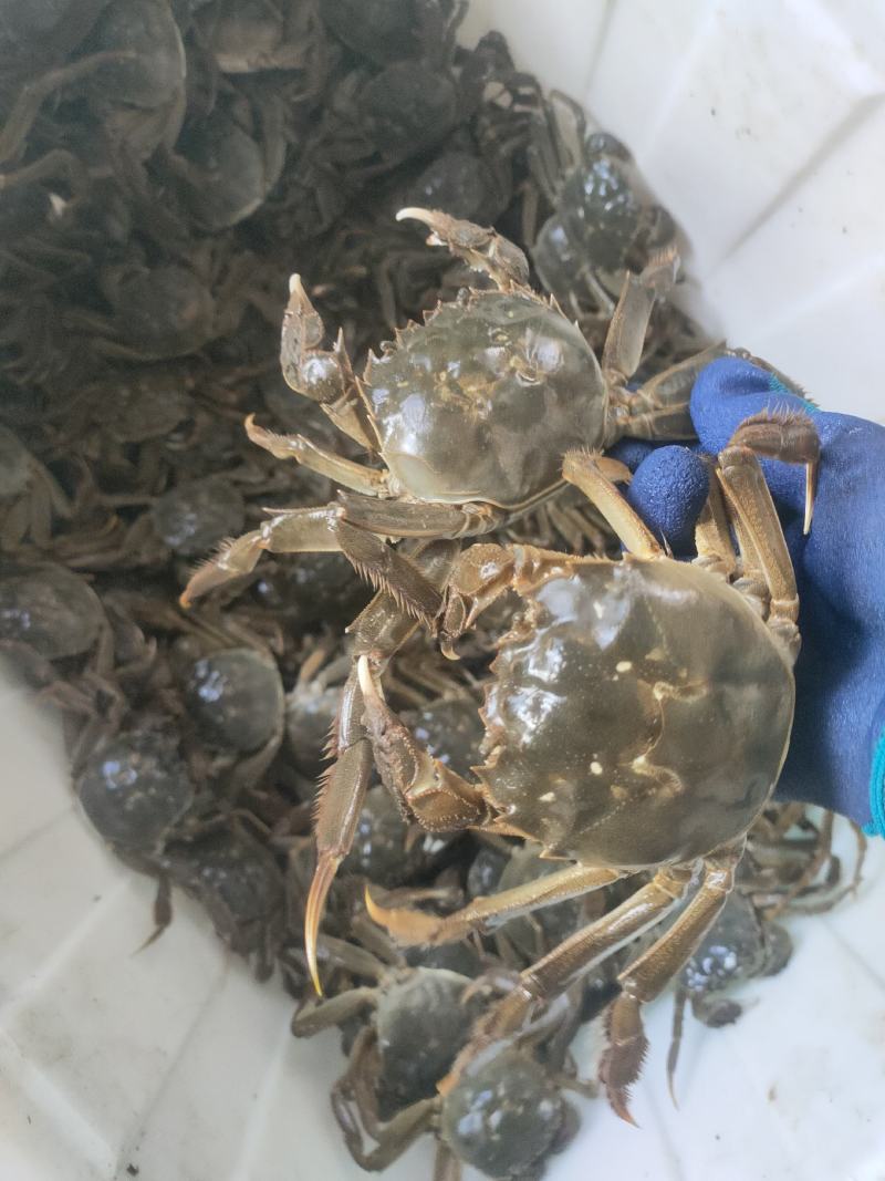 山东大闸蟹批发