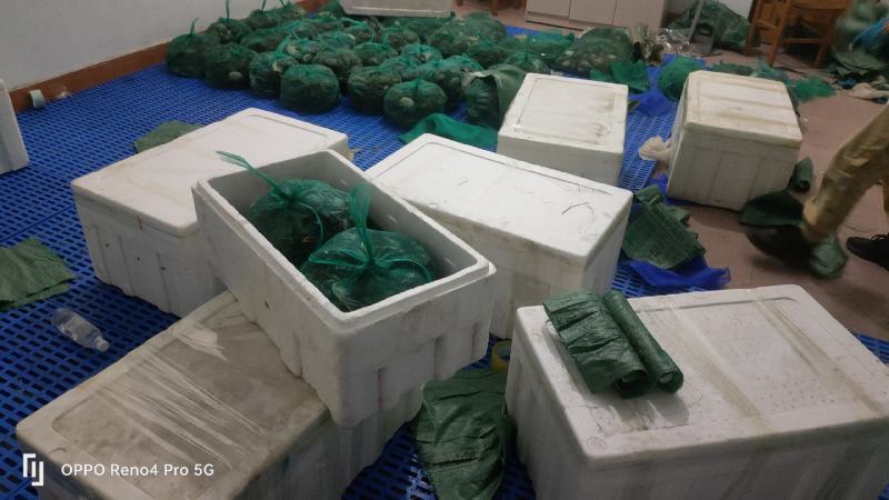 山东大闸蟹批发