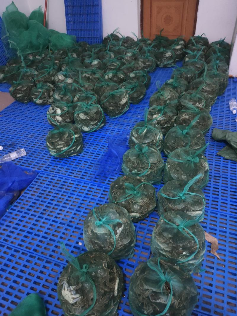 山东大闸蟹批发